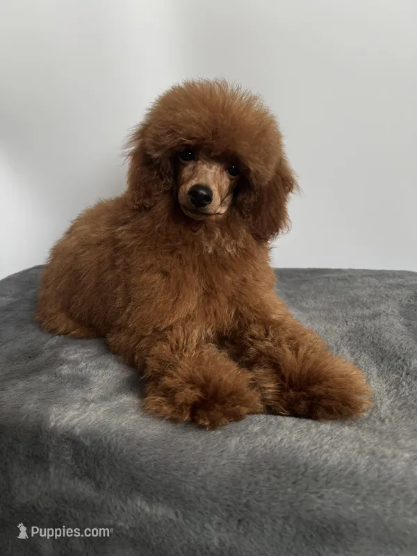 Toy Poodle – Poodle - Toy  puppy for sale in Los Angeles, CA
