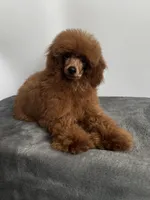 Toy Poodle, a male Poodle - Toy  for sale in Los Angeles, CA – 1 of 2