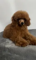 Toy Poodle, a male Poodle - Toy  for sale in Los Angeles, CA – 2 of 2