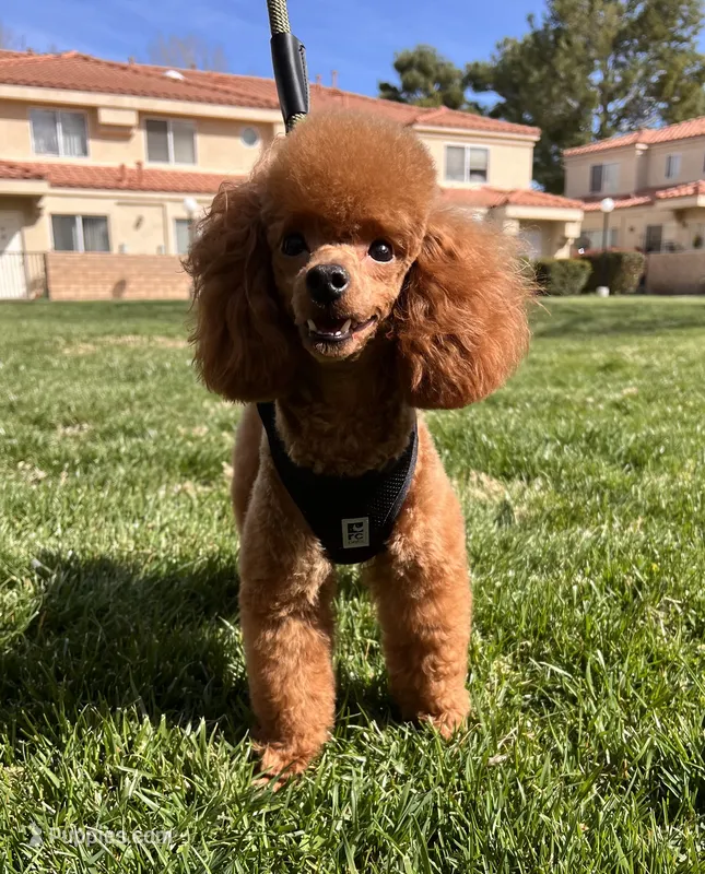 Toy Poodle Stud – Poodle - Toy  puppy for sale in Los Angeles, CA