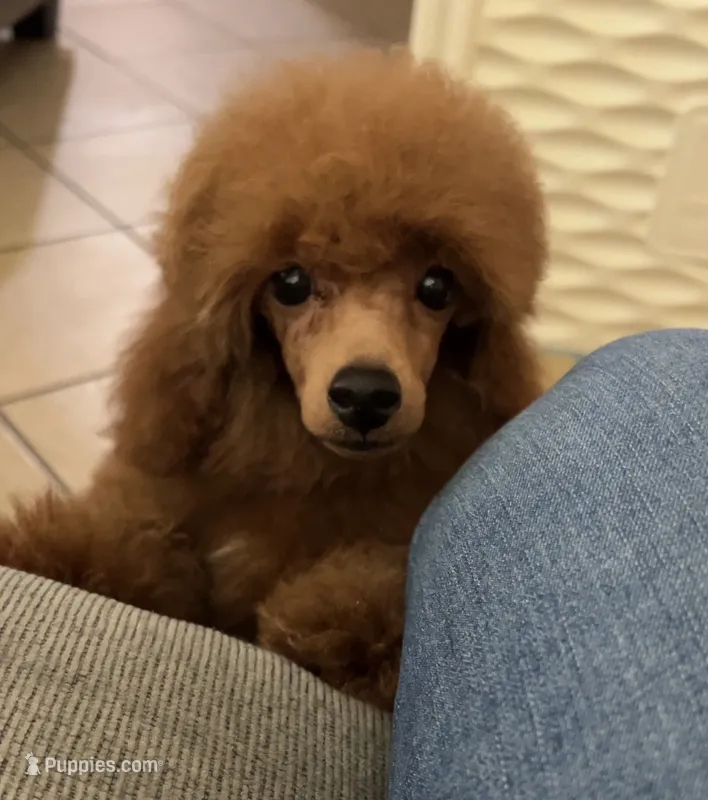 Billy – Poodle - Toy  puppy for sale in Los Angeles, CA