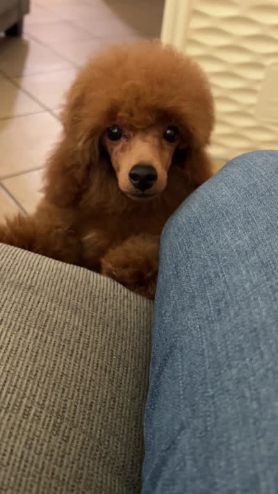 Toy Poodle, a male Poodle - Toy  for sale in Los Angeles, CA – 3 of 3