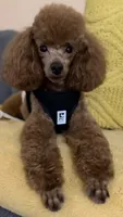 Toy Poodle Stud, a male Poodle - Toy  for sale in Los Angeles, CA – 2 of 2