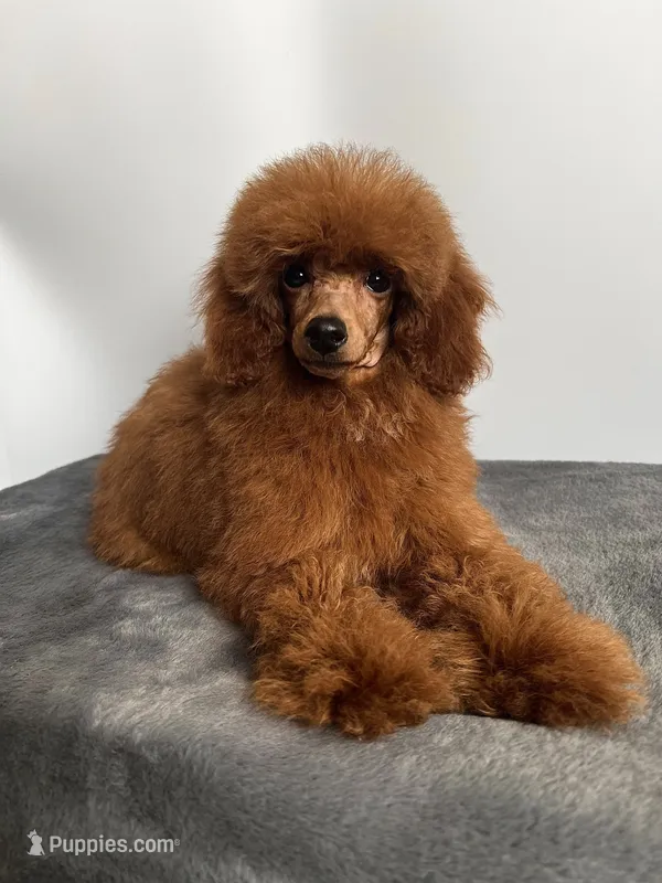 Toy Poodle – Poodle - Toy  puppy for sale in Los Angeles, CA