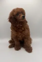 Billy, a male Poodle - Toy  for sale in Los Angeles, CA – 1 of 2