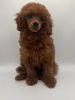 Billy, a male Poodle - Toy  for sale in Los Angeles, CA – 2 of 2
