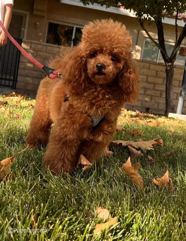 Toy Poodle Stud – Poodle - Toy  puppy for sale in Los Angeles, CA