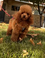 Toy Poodle Stud, a male Poodle - Toy  for sale in Los Angeles, CA – 1 of 2