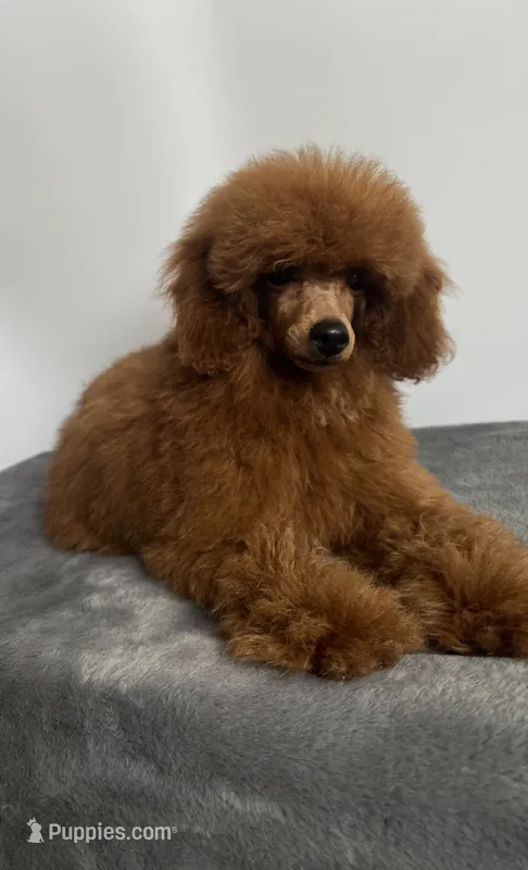 Toy Poodle – Poodle - Toy  puppy for sale in Los Angeles, CA