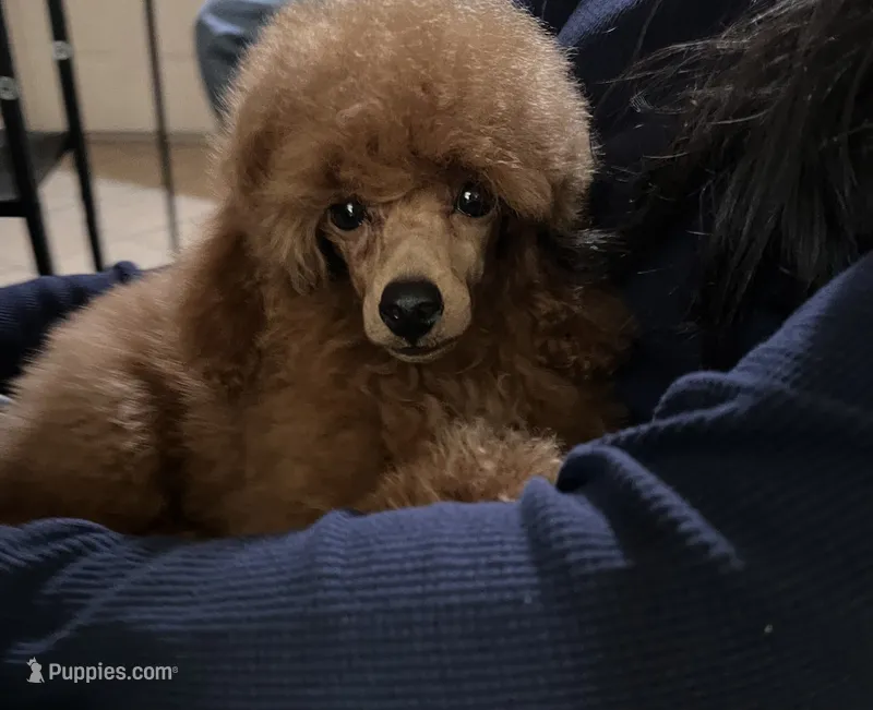 Billy – Poodle - Toy  puppy for sale in Los Angeles, CA