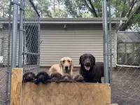 Junior , a male Labrador Retriever for sale in Little Canada, MN – 7 of 7