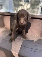 Junior , a male Labrador Retriever for sale in Little Canada, MN – 4 of 7