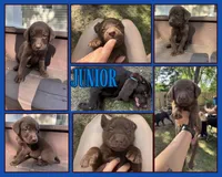 Junior , a male Labrador Retriever for sale in Little Canada, MN – 2 of 7