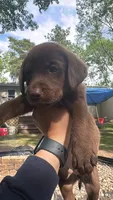Junior , a male Labrador Retriever for sale in Little Canada, MN – 3 of 7
