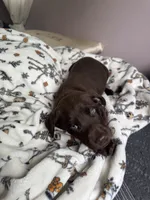Junior , a male Labrador Retriever for sale in Little Canada, MN – 6 of 7
