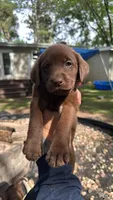 Junior , a male Labrador Retriever for sale in Little Canada, MN – 1 of 7