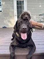 Junior , a male Labrador Retriever for sale in Little Canada, MN – 5 of 7