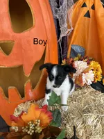 Jack, a male Papillon for sale in Jackson, OH – 4 of 7