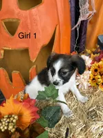 Sally, a female Papillon for sale in Jackson, OH – 2 of 8