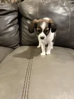 Sally, a female Papillon for sale in Jackson, OH – 7 of 9