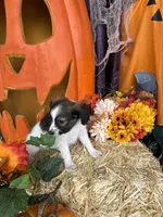 Sally, a female Papillon for sale in Jackson, OH – 7 of 8