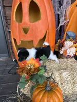 Jack, a male Papillon for sale in Jackson, OH – 6 of 7