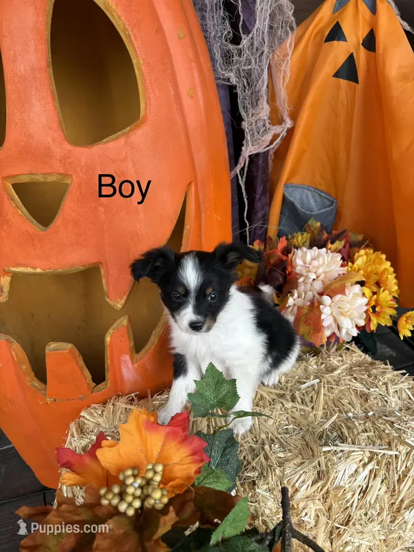 Jack – Papillon puppy for sale in Jackson, OH