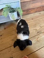 Oreo, a female Papillon for sale in Jackson, OH – Photo 5 of 5