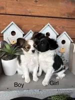 Oreo, a female Papillon for sale in Jackson, OH – Photo 2 of 5