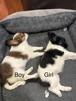 Oreo, a female Papillon for sale in Jackson, OH – Photo 4 of 5