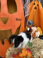 Jack, a male Papillon for sale in Jackson, OH – 5 of 7