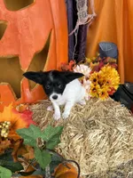 Pumpkin, a female Papillon for sale in Jackson, OH – 5 of 9
