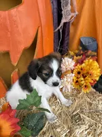 Sally, a female Papillon for sale in Jackson, OH – 5 of 8