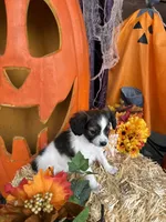 Sally, a female Papillon for sale in Jackson, OH – 8 of 8