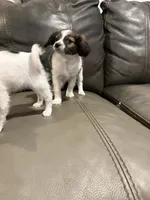 Sally, a female Papillon for sale in Jackson, OH – 4 of 9