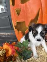 Sally, a female Papillon for sale in Jackson, OH – 6 of 8