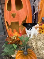 Pumpkin, a female Papillon for sale in Jackson, OH – 6 of 9