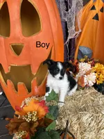 Jack, a male Papillon for sale in Jackson, OH – 3 of 7