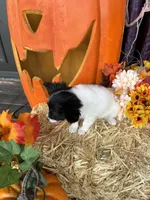 Pumpkin, a female Papillon for sale in Jackson, OH – 2 of 9