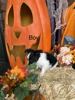 Jack, a male Papillon for sale in Jackson, OH – 2 of 7