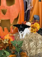 Pumpkin, a female Papillon for sale in Jackson, OH – 7 of 9
