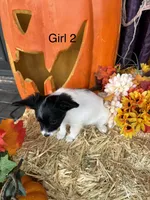Pumpkin, a female Papillon for sale in Jackson, OH – 1 of 9