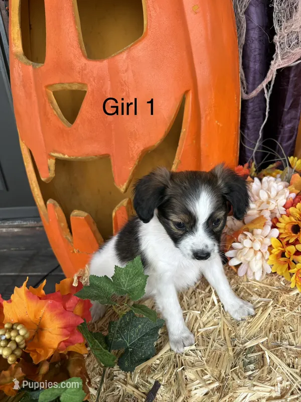 Sally – Papillon puppy for sale in Jackson, OH