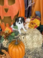 Sally, a female Papillon for sale in Jackson, OH – 2 of 9