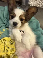 Bandit , a male Papillon for sale in Jackson, OH – Photo 2 of 5