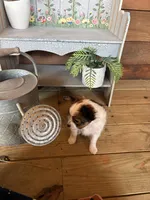 Bandit , a male Papillon for sale in Jackson, OH – Photo 4 of 5