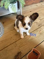 Bandit , a male Papillon for sale in Jackson, OH – Photo 1 of 5