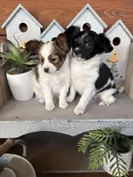 Bandit , a male Papillon for sale in Jackson, OH – Photo 5 of 5