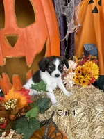 Sally, a female Papillon for sale in Jackson, OH – 3 of 9