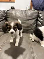 Sally, a female Papillon for sale in Jackson, OH – 8 of 9